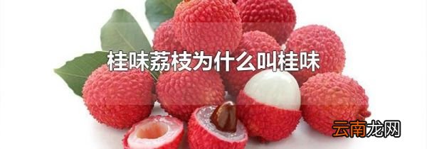 桂味荔枝为什么叫桂味