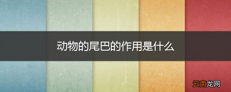 动物的尾巴的作用是什么