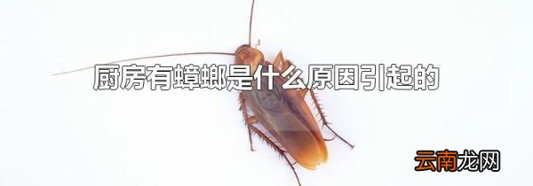 厨房有蟑螂是什么原因引起的
