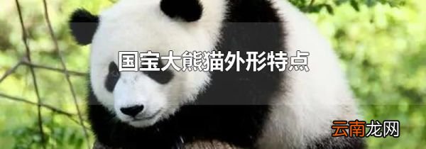 国宝大熊猫外形特点