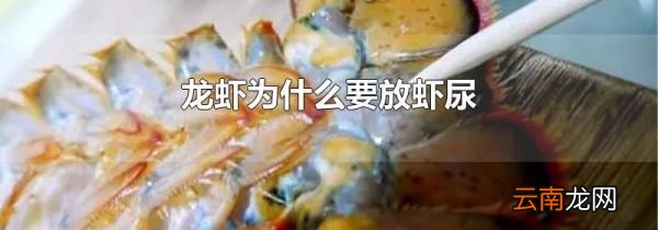 龙虾为什么要放虾尿