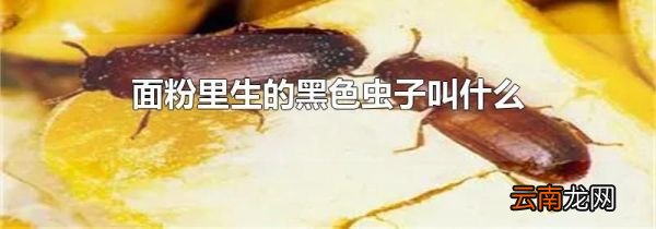 面粉里生的黑色虫子叫什么