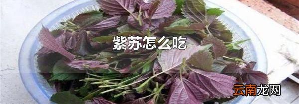 紫苏怎么吃