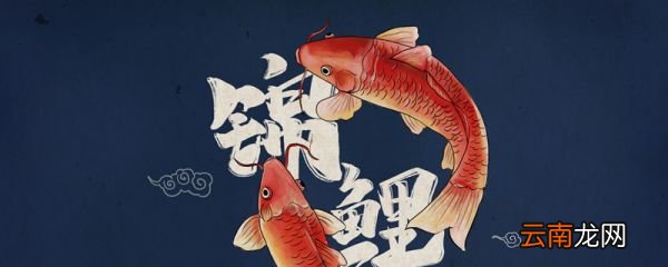 杨超越是什么梗杨超越什么梗