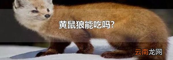 黄鼠狼能吃吗?