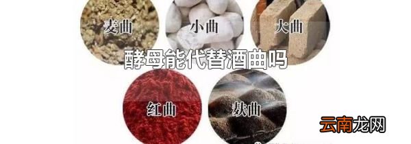 酵母能代替酒曲吗