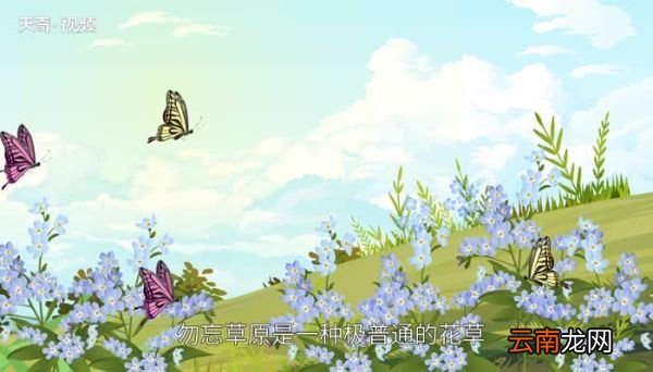 勿忘我的花语是什么 勿忘我的花语