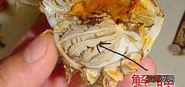 螃蟹哪些部位不能吃？