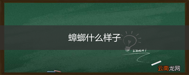 蟑螂什么样子