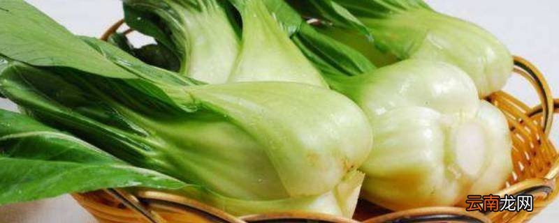 冬天的菜有哪些种类
