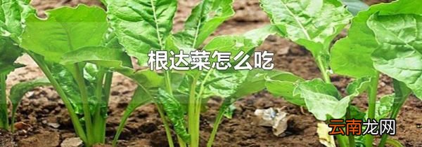根达菜怎么吃