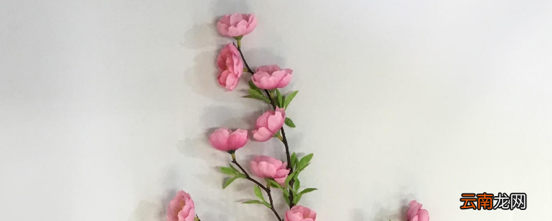 插桃花放什么可以保鲜持久