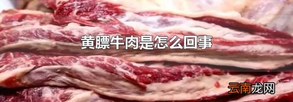 黄膘牛肉是怎么回事