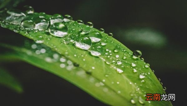 金不换植物养殖方法你了解多少 金不换植物养殖方法你知道多少个