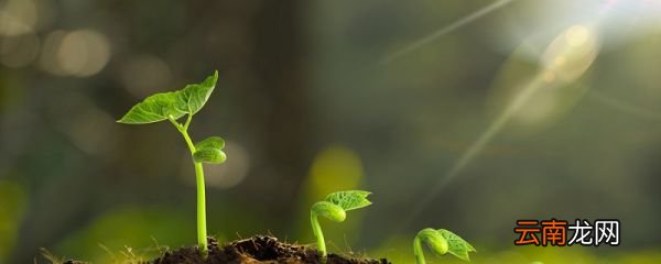 金不换植物养殖方法你了解多少 金不换植物养殖方法你知道多少个