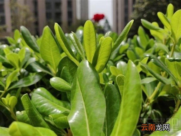 小米8和一加6哪个好，两者的区别对比介绍
