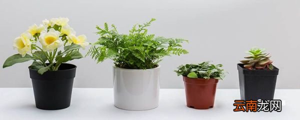 为什么花盆底部要开一个孔 花盆底部要开一个孔的原因