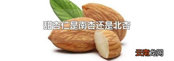 甜杏仁是南杏还是北杏