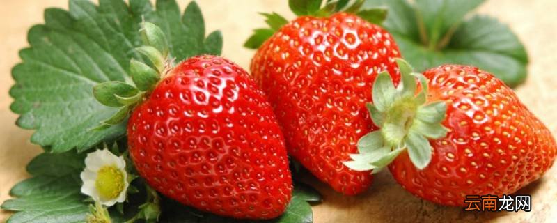 零下草莓放车里会冻坏吗