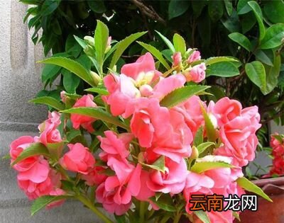 凤仙花即指甲花的作用与功效