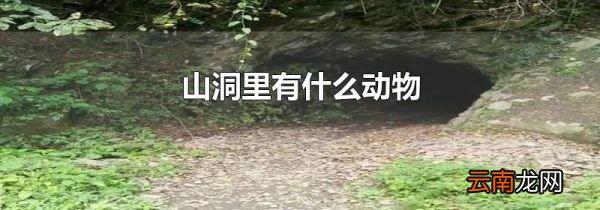 山洞里有什么动物