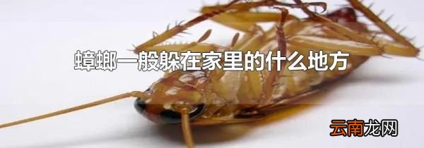 蟑螂一般躲在家里的什么地方