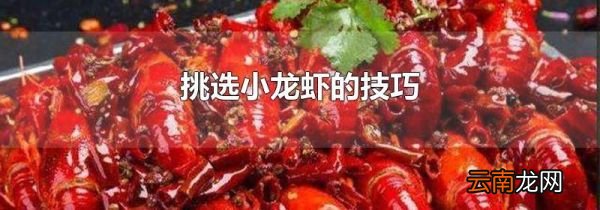 挑选小龙虾的技巧