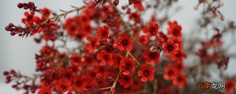 红色腊梅是染色的吗