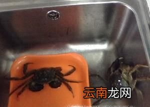 螃蟹应该怎么捆