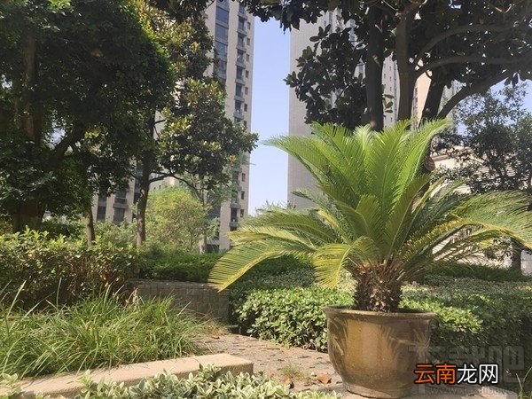 vivoNEX怎么样，好不好，值得买吗