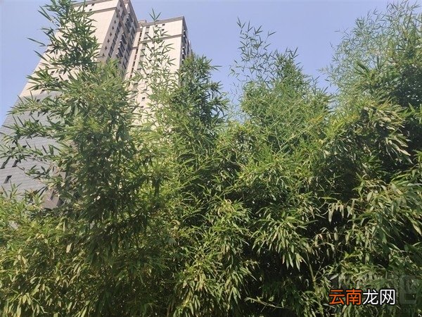 vivoNEX怎么样，好不好，值得买吗