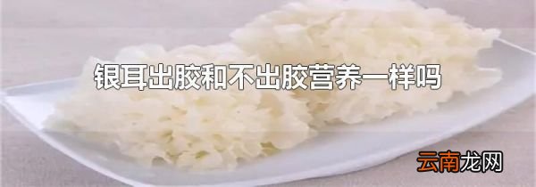 银耳出胶和不出胶营养一样吗