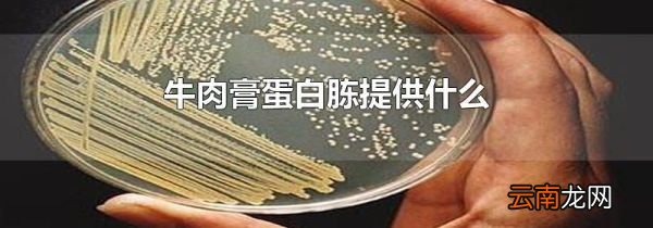 牛肉膏蛋白胨提供什么