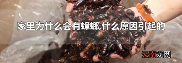 家里为什么会有蟑螂,什么原因引起的