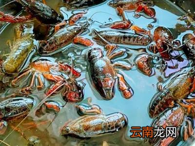 龙虾怎么清洗干净又快