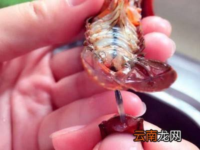 龙虾怎么清洗干净又快