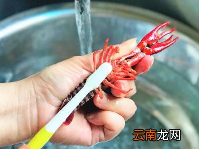 龙虾怎么清洗干净又快