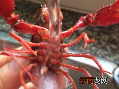 龙虾怎么清洗干净又快