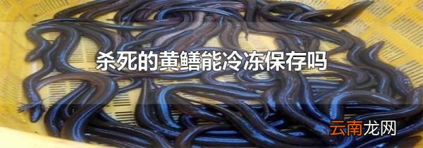 杀死的黄鳝能冷冻保存吗