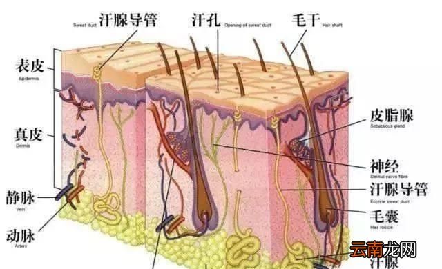 腿毛会越刮越多吗