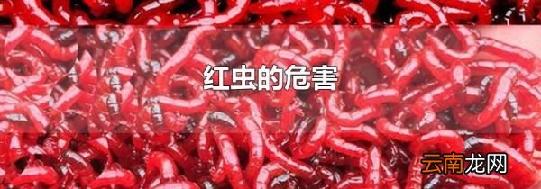 红虫的危害