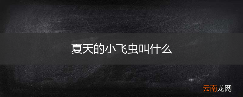 夏天的小飞虫叫什么
