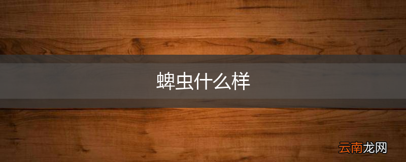 蜱虫什么样