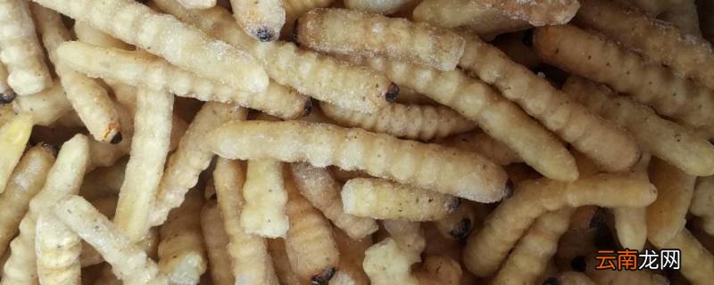 白色的小肉虫像蛆是什么