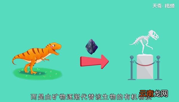 化石是怎么形成的怎么能形成化石