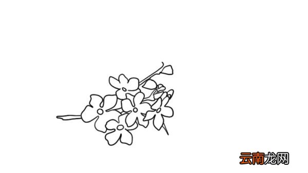 樱花简笔画的教程樱花简笔画的画法