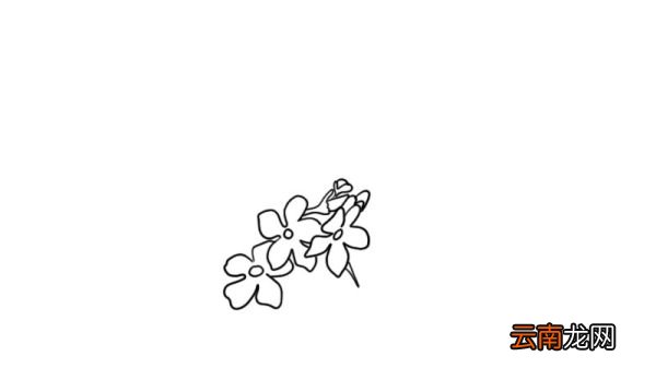 樱花简笔画的教程樱花简笔画的画法