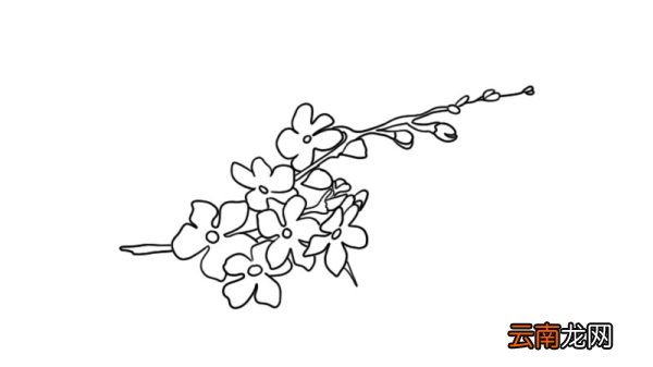 樱花简笔画的教程樱花简笔画的画法