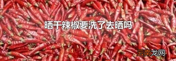 晒干辣椒要洗了去晒吗