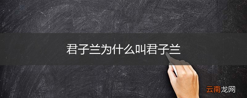 君子兰为什么叫君子兰